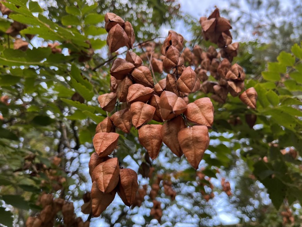 Jaseňovec metlinatý, (Kolreuteria paniculata)