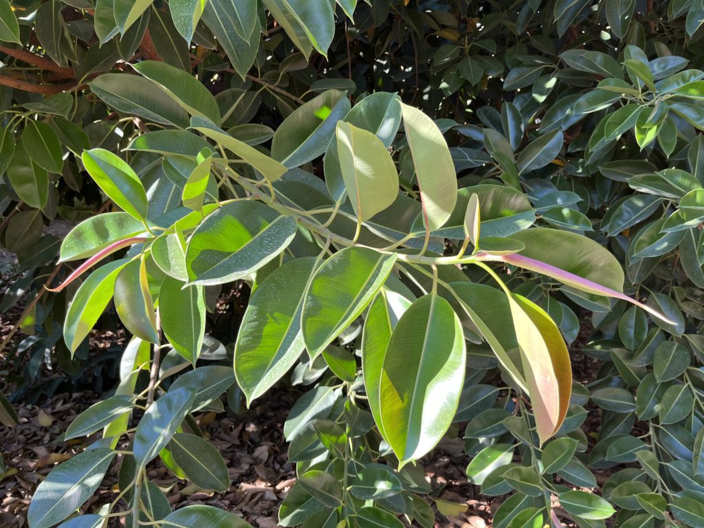 Figovník kaučukový, (Ficus elastica)