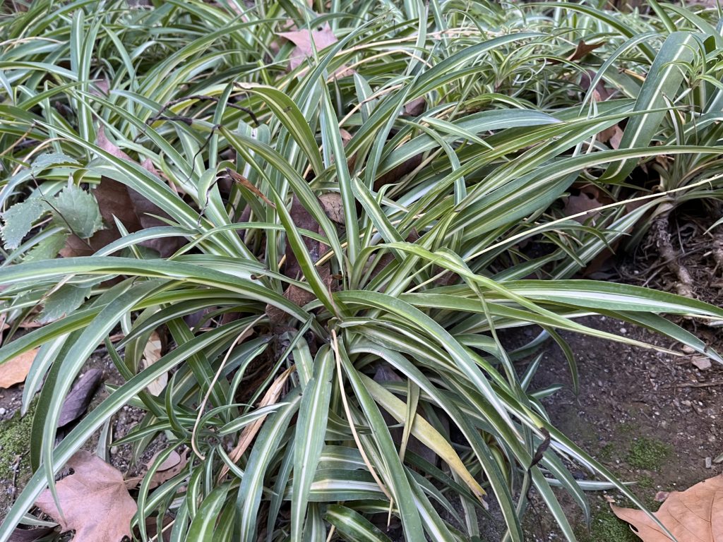 Zelenec chochlatý, (Chlorophytum comosum)