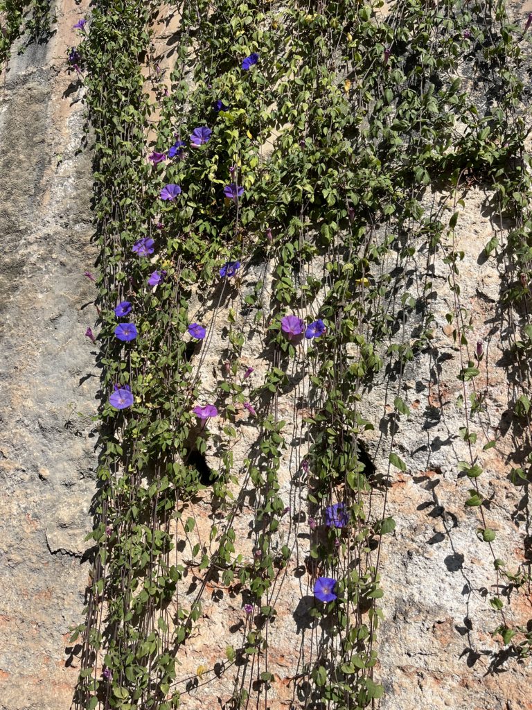Povojník fialový, (Ipomoea purpurea)