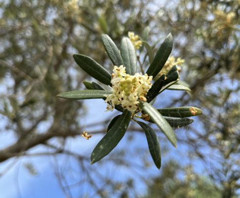 Olivovník európsky, (Olea europaea)
