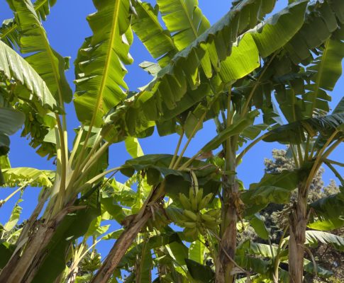 Banánovník obyčajný, (Musa acuminata)