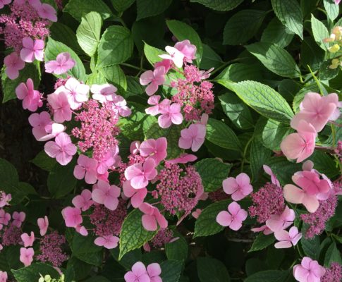 Hortenzia pílovitá, (Hydrangea serrata)
