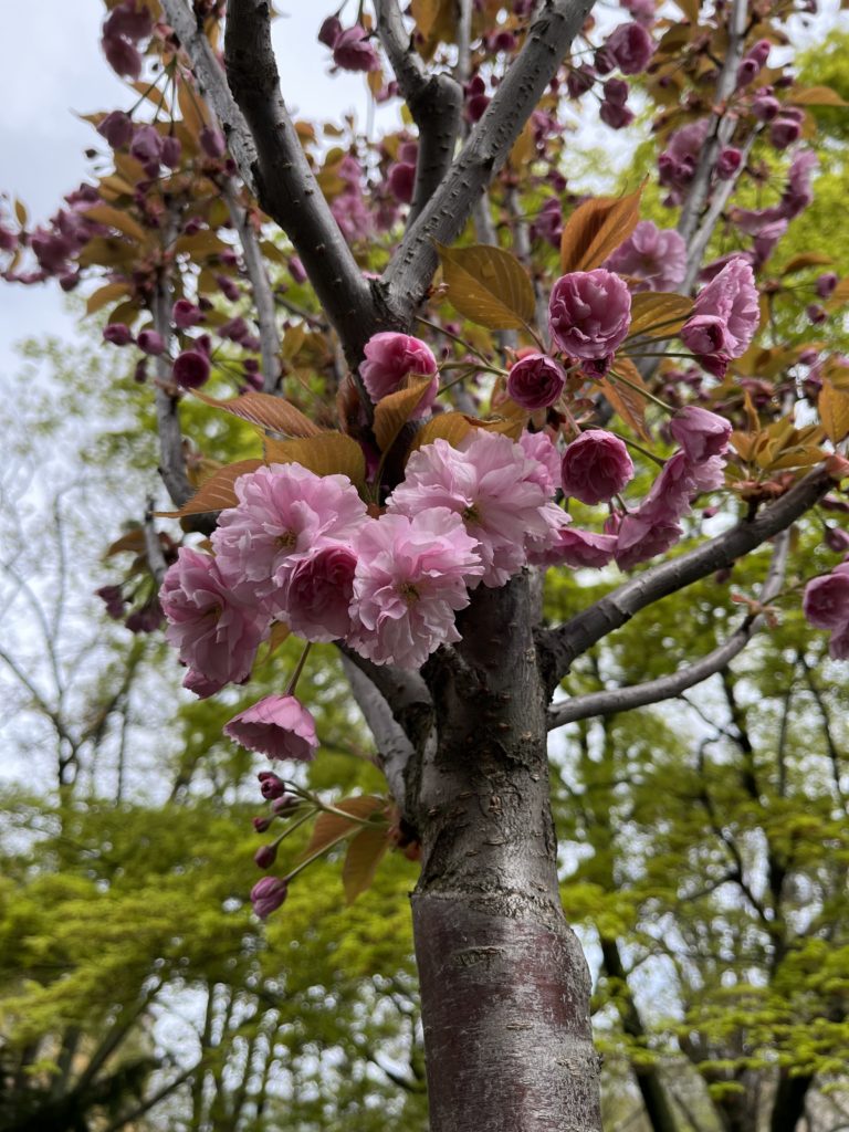 Sakura ozdobná, (Cerasus serrulata)