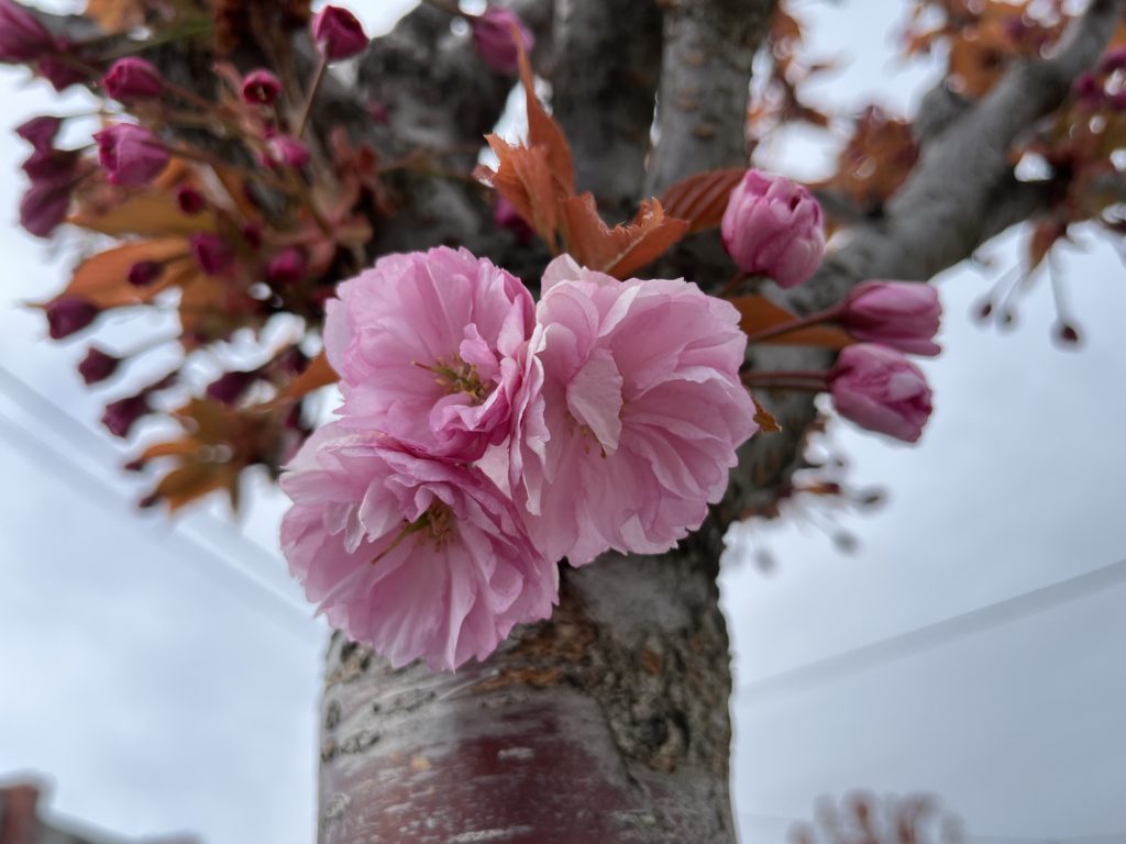 Sakura ozdobná, (Cerasus serrulata)