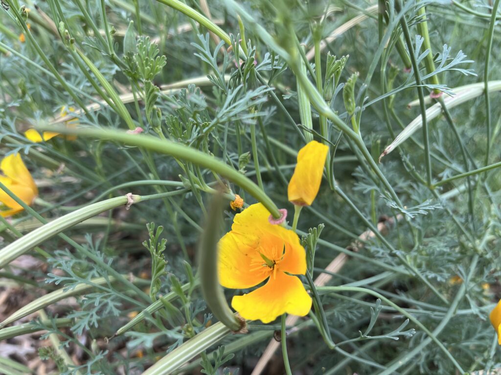 Slncovka kalifornská, (Eschscholzia californica)