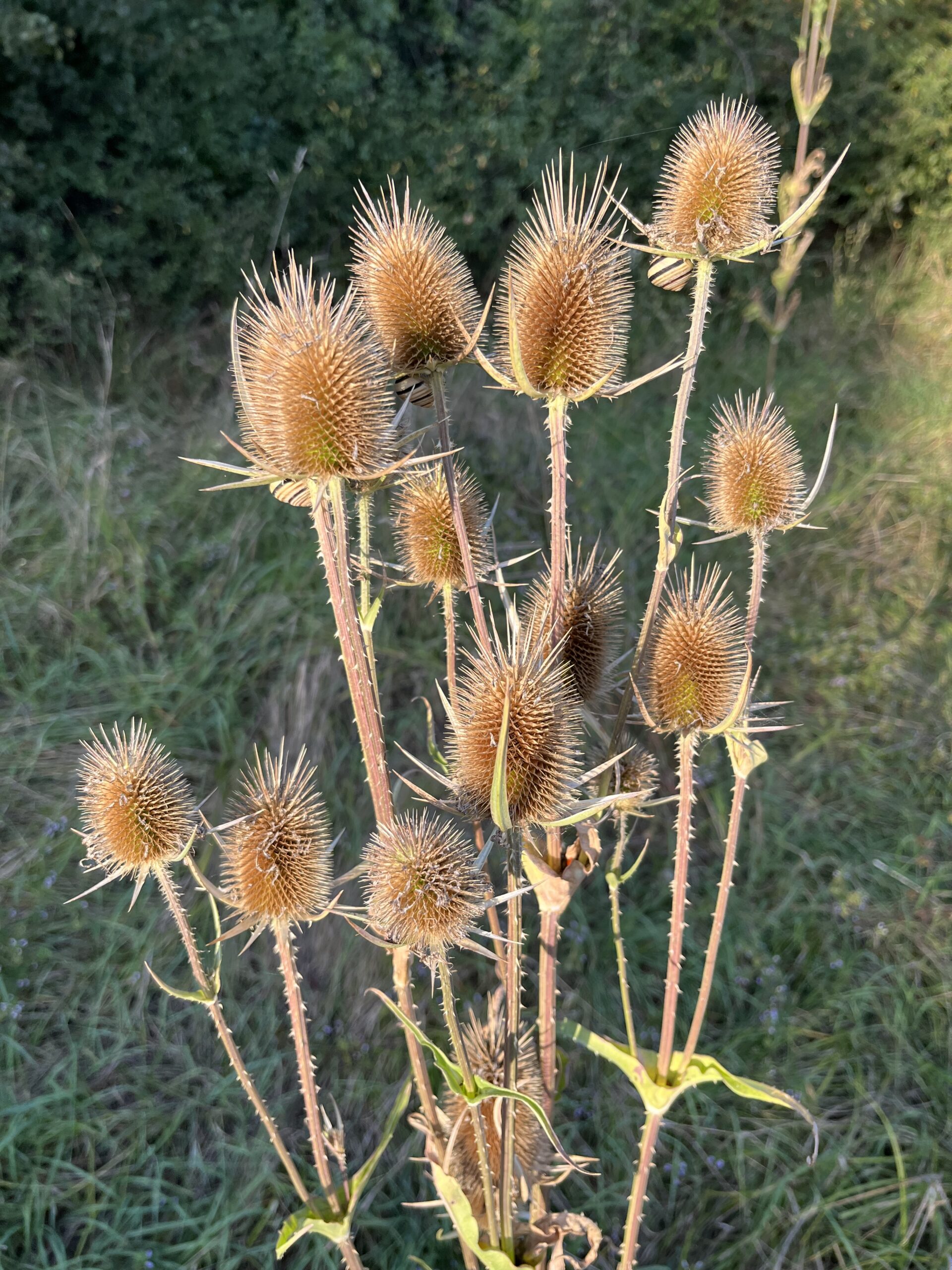 Štetka lesná – Moje Rastliny
