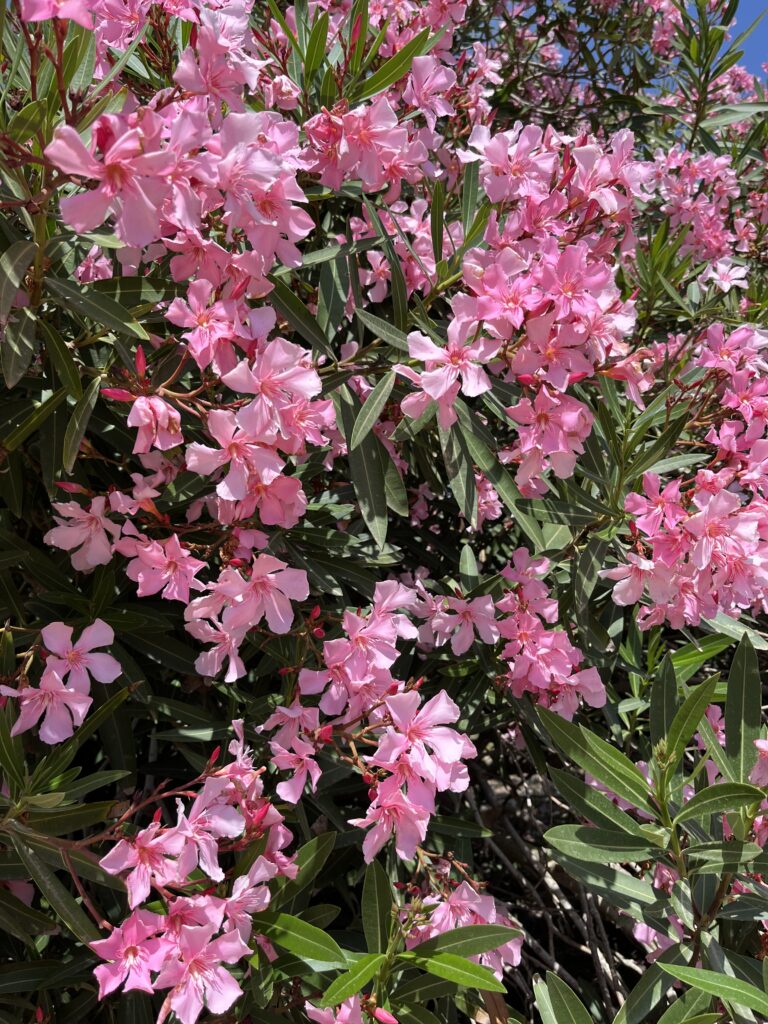 Oleander obyčajný, (Nerium oleander)