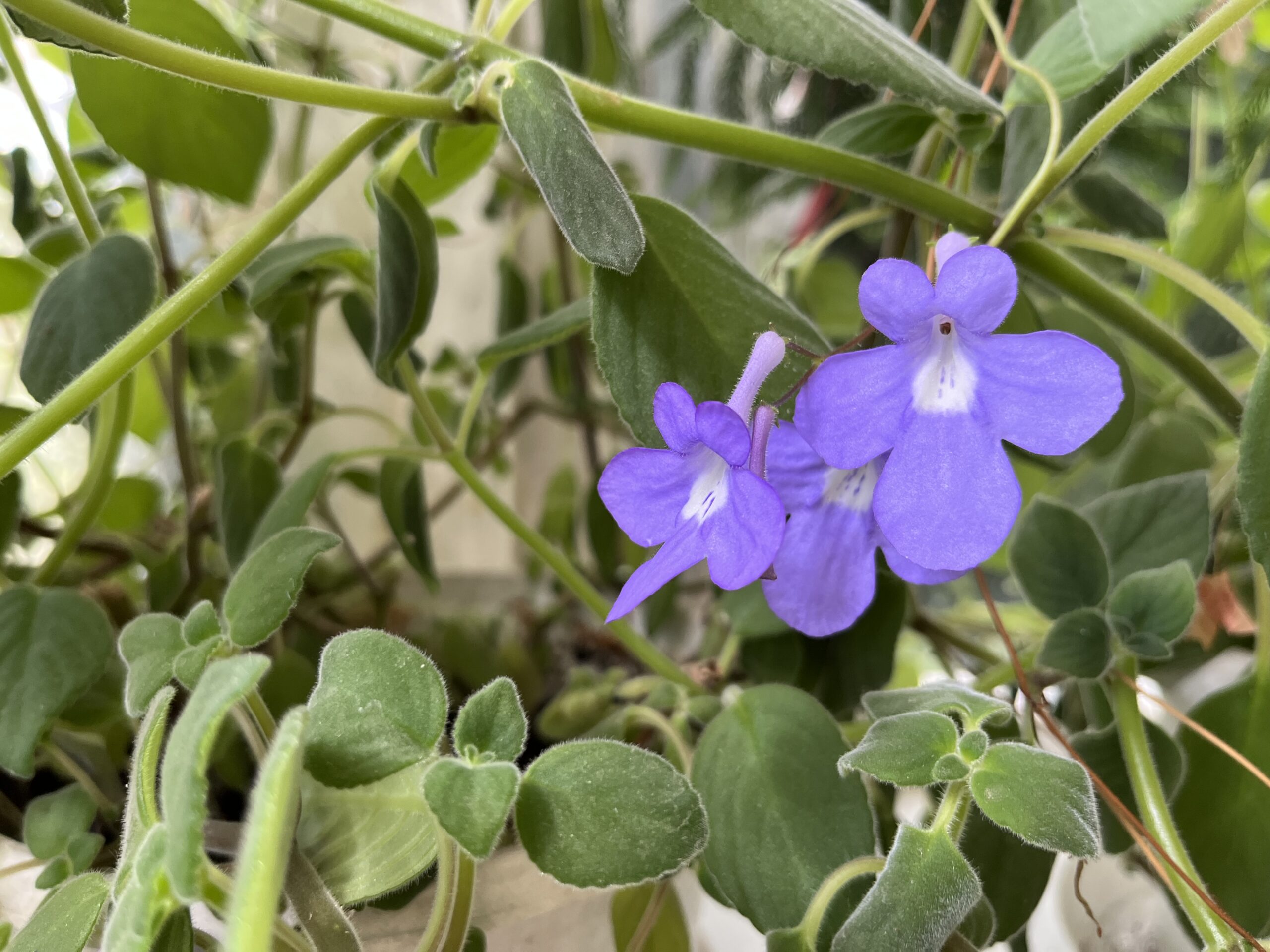 Streptocarpus saxorum