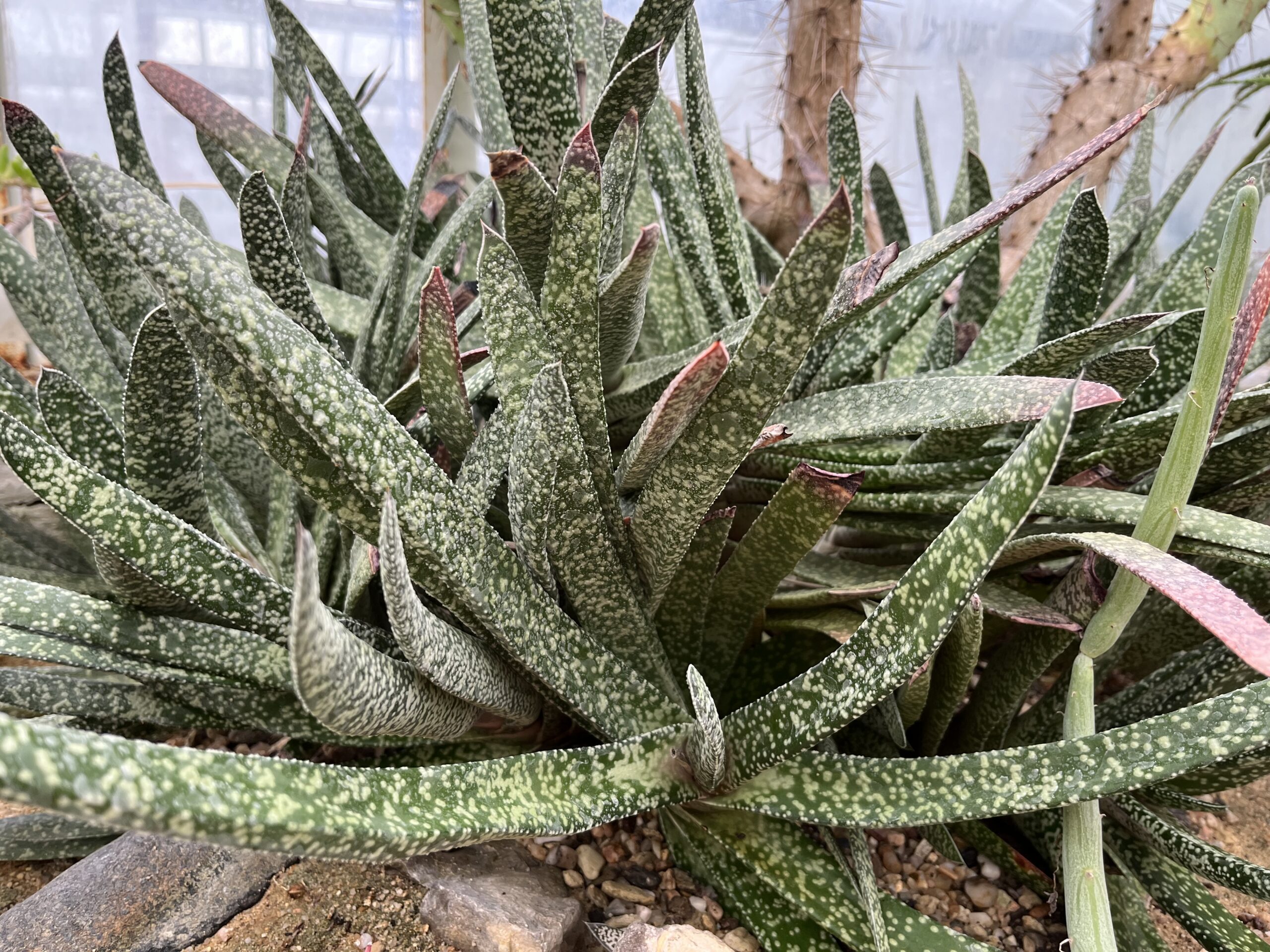 Gasteria