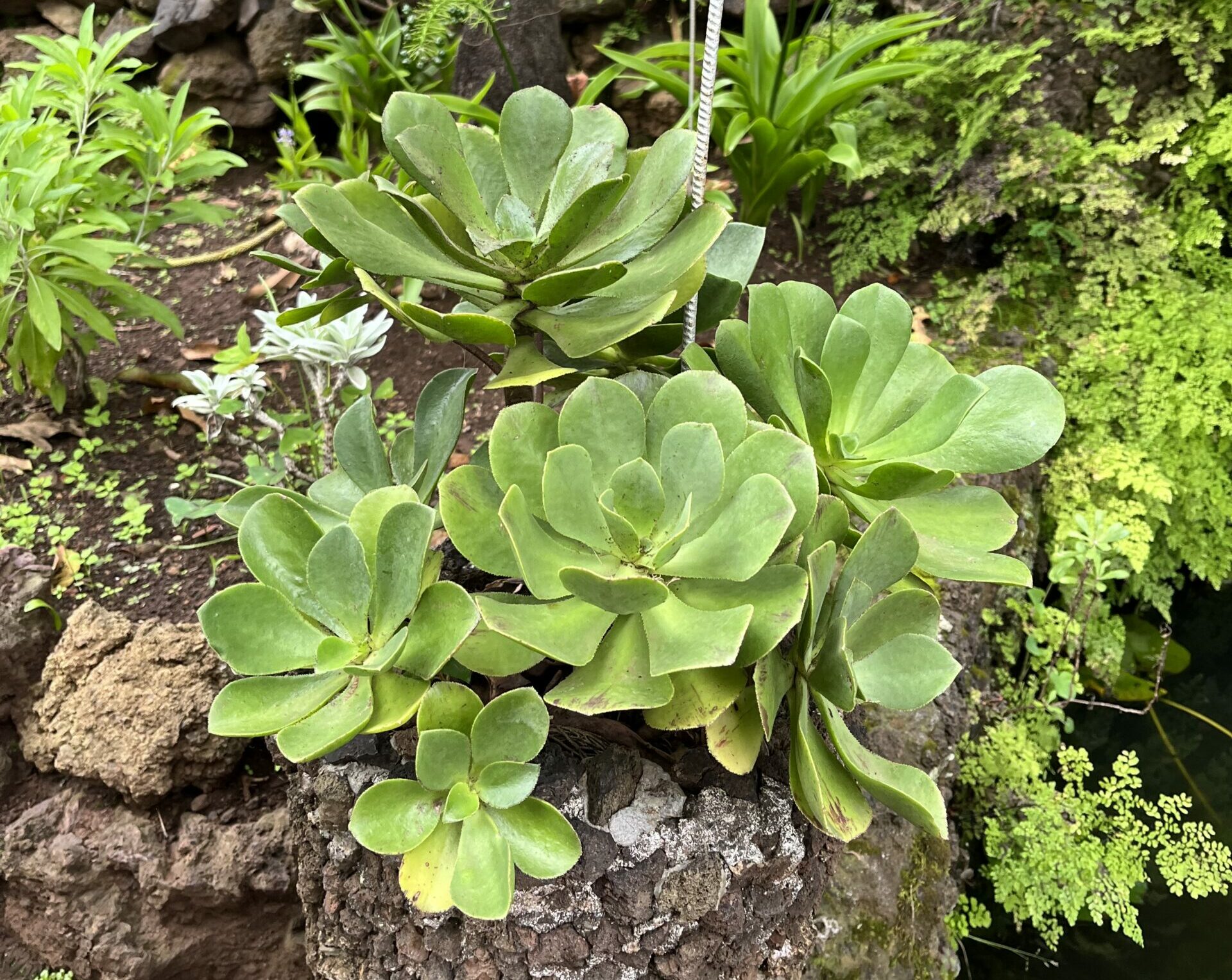 Aeonium glutinosum