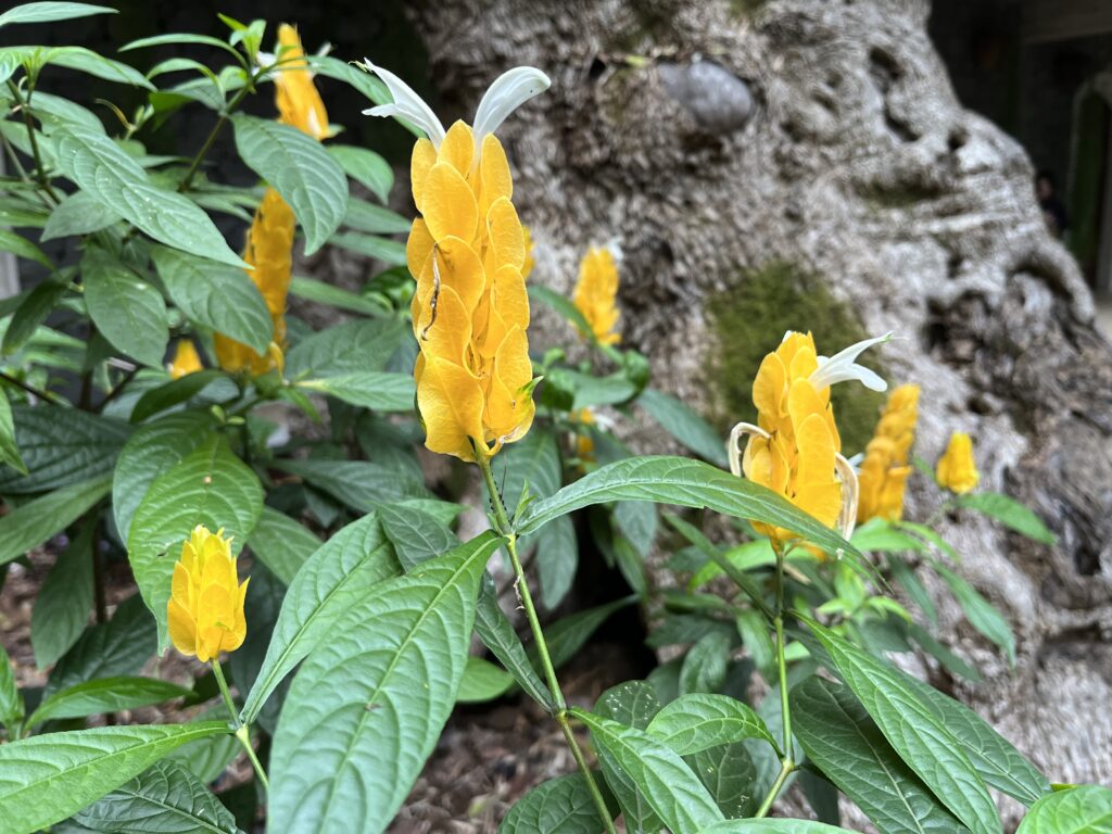 Hustoklasec žltý, (Pachystachys lutea)
