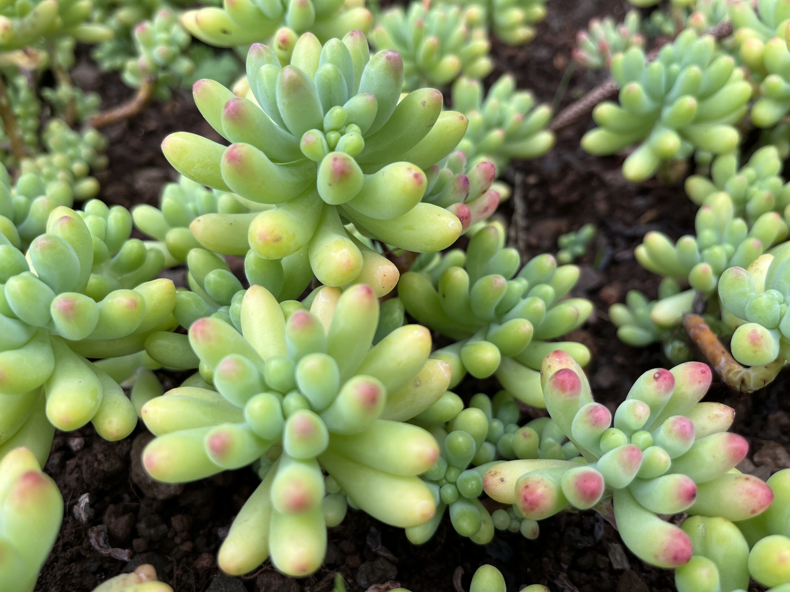 Sedum pachyphyllum