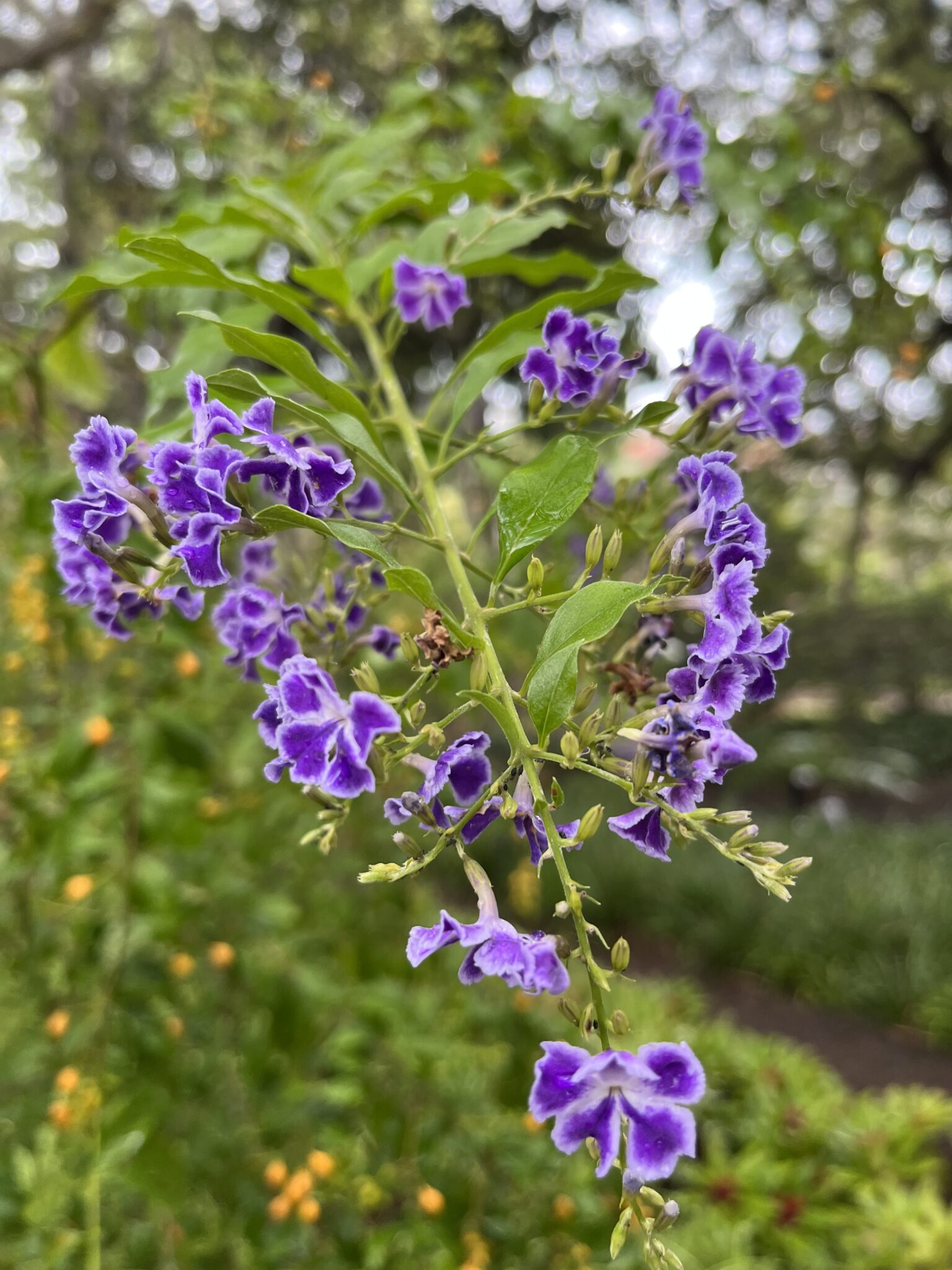 Duranta vzpriamená – Moje Rastliny