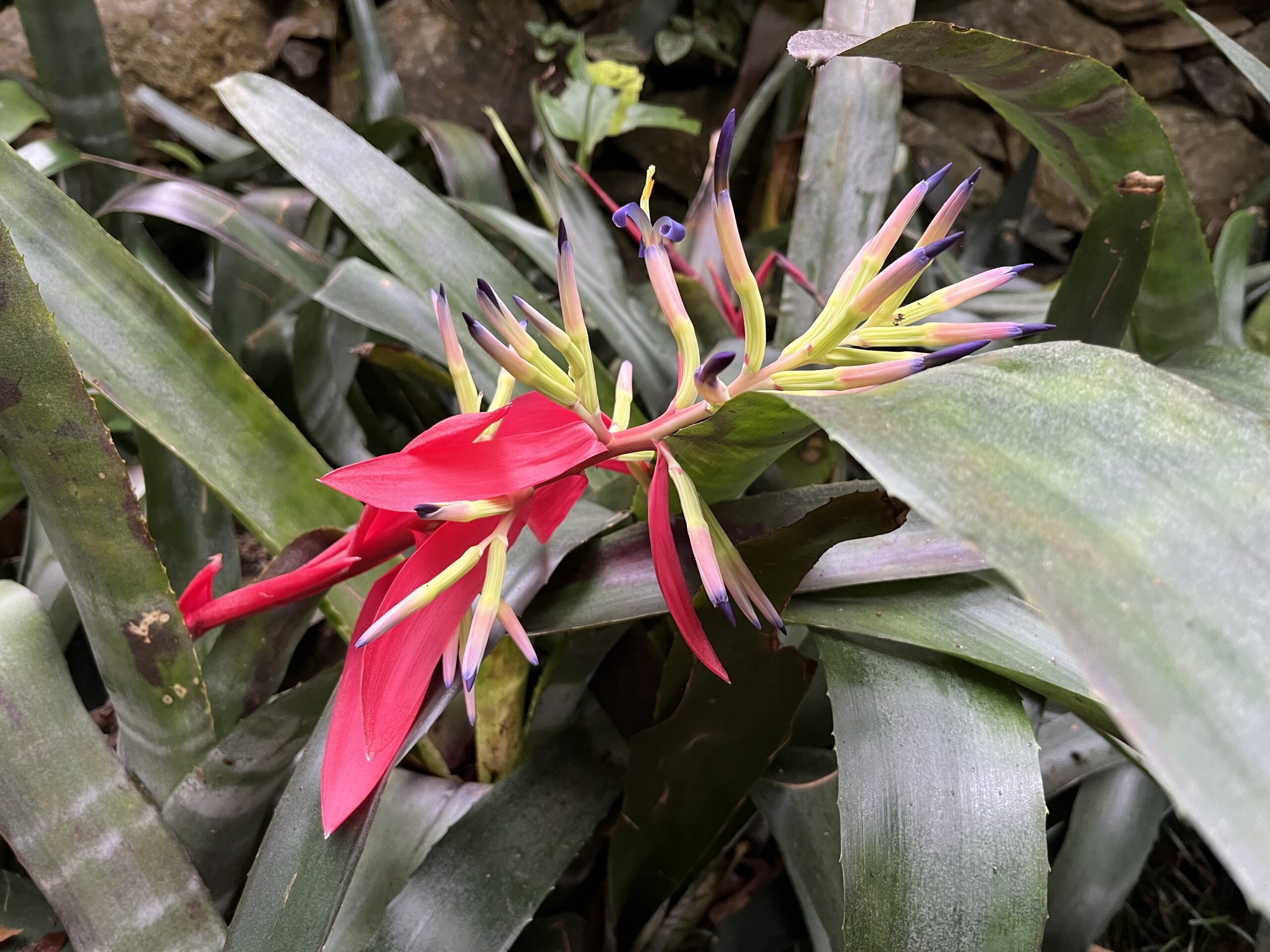 Billbergia vittata