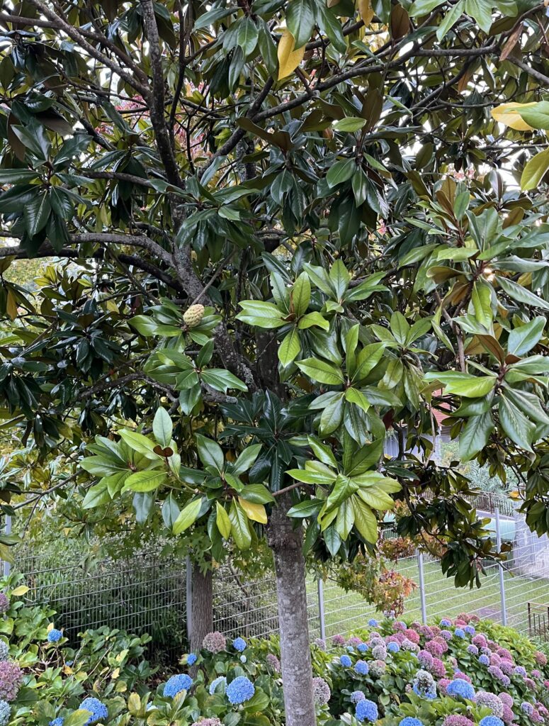 Magnólia veľkokvetá, (Magnolia grandiflora)