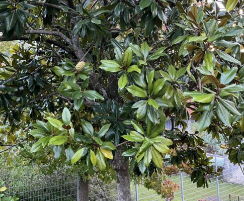 Magnólia veľkokvetá, (Magnolia grandiflora)