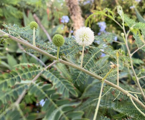 Divoká mimóza, (Leucaena leucocephala)