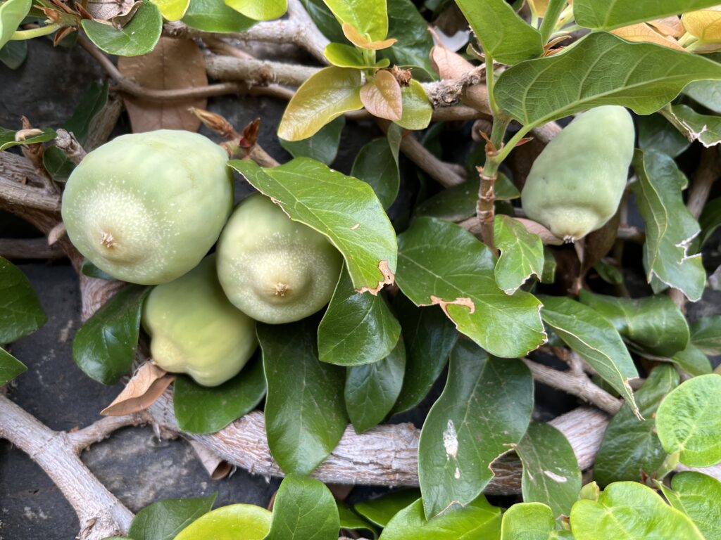 Figovník popínavý, (Ficus pumila)