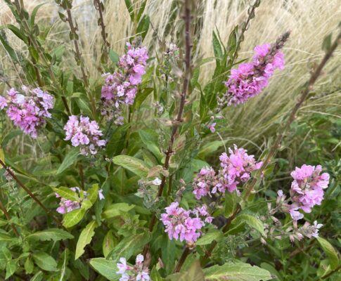 Vrbica vŕbolistá, (Lythrum salicaria)