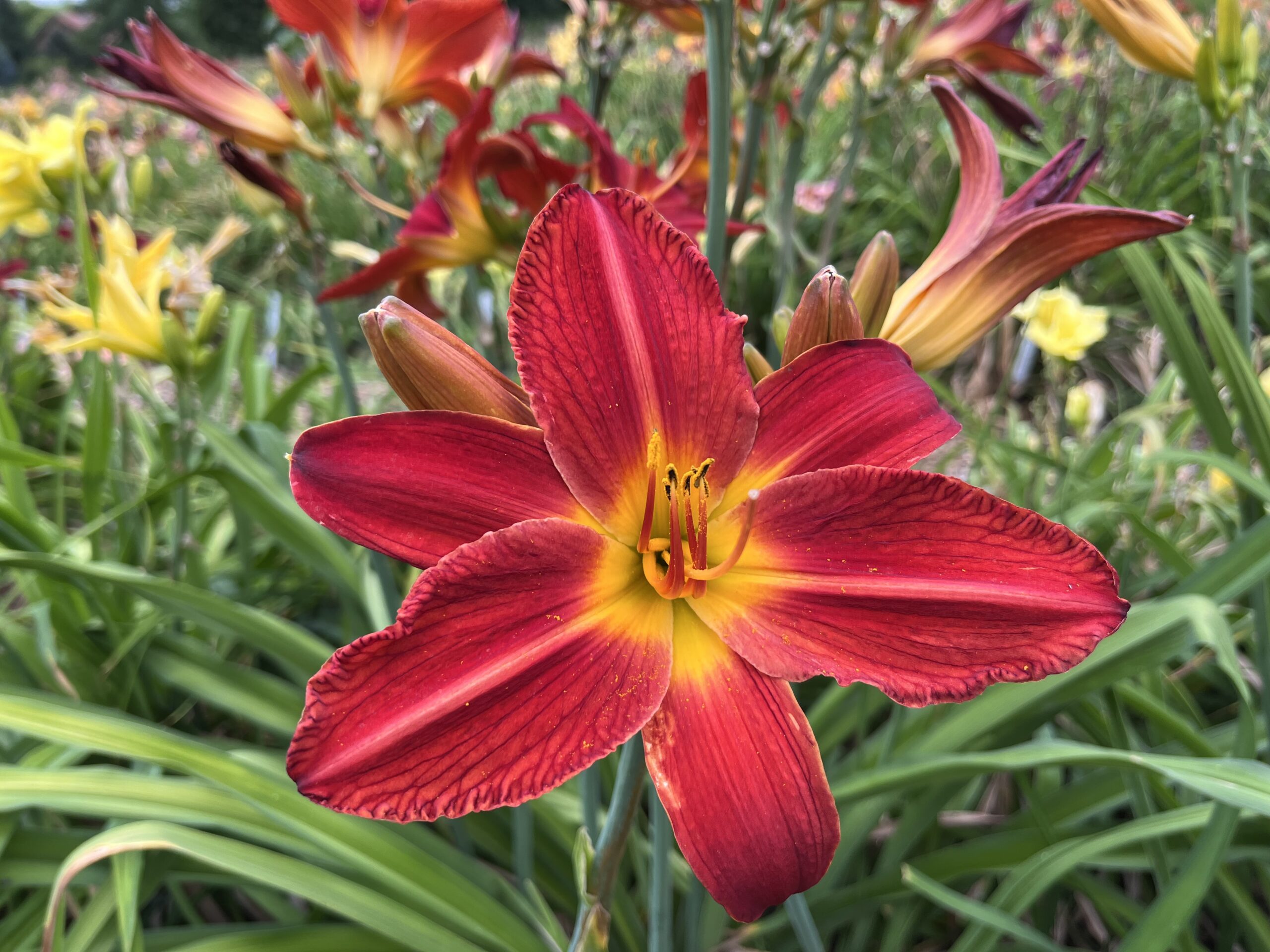 Ľaliovka, (Hemerocallis), https://mojerastliny.sk