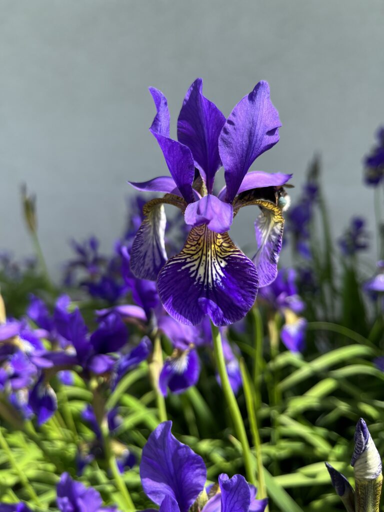 Kosatec nemecký, (Iris germanica)