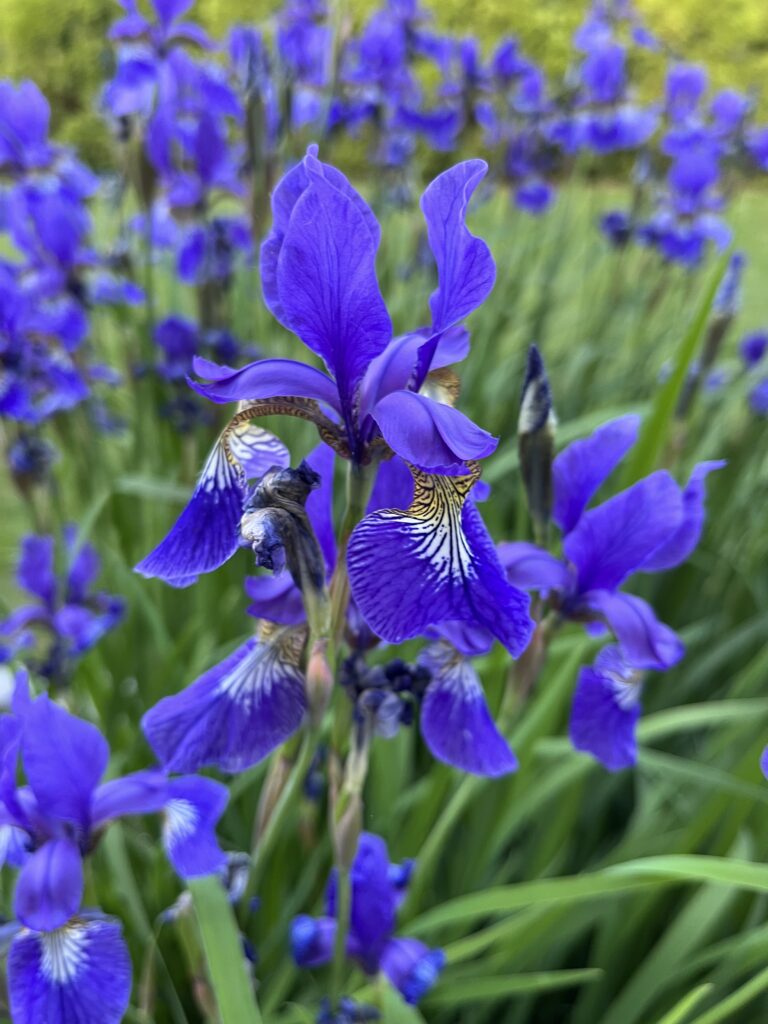 Kosatec nemecký, (Iris germanica)