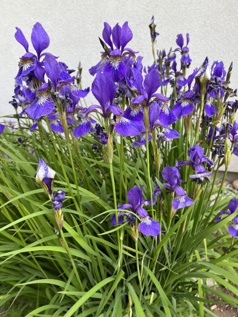 Kosatec nemecký, (Iris germanica)