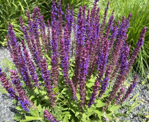 Šalvia hájna, (Salvia nemorosa)