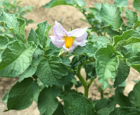 Zemiak, Ľuľok zemiakový, (Solanum tuberosum), https://mojerastliny.sk