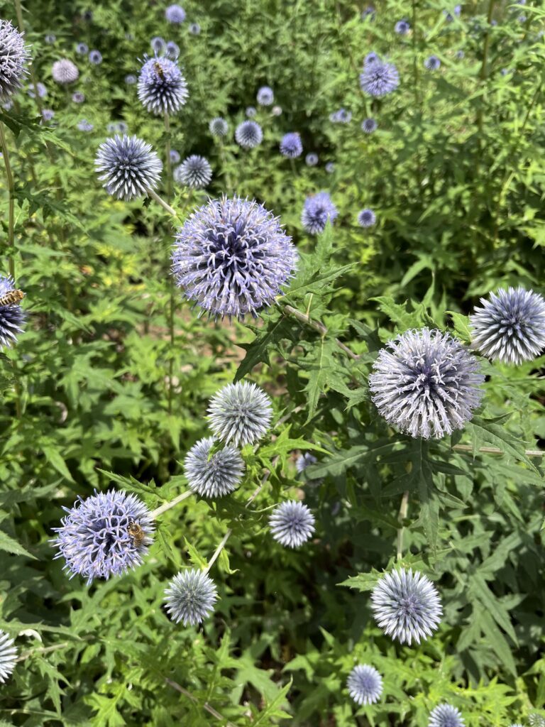 Ježibaba, (Echinops)