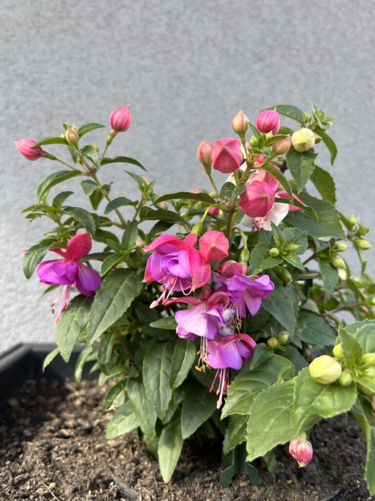 Fuchsia hybridná (Fuchsia hybrida), https://mojerastliny.sk