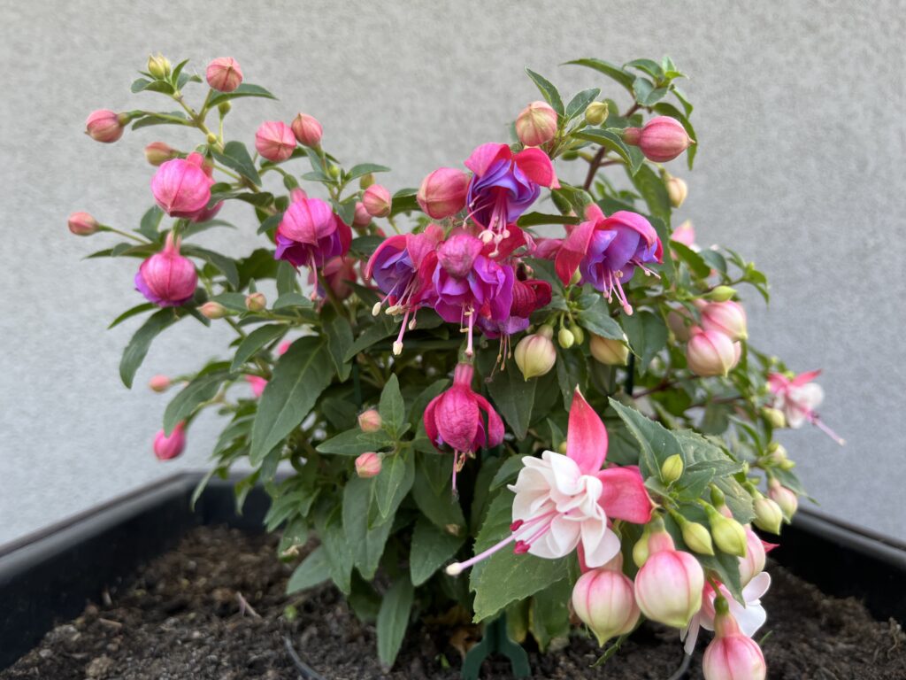 Fuchsia hybridná (Fuchsia hybrida), https://mojerastliny.sk