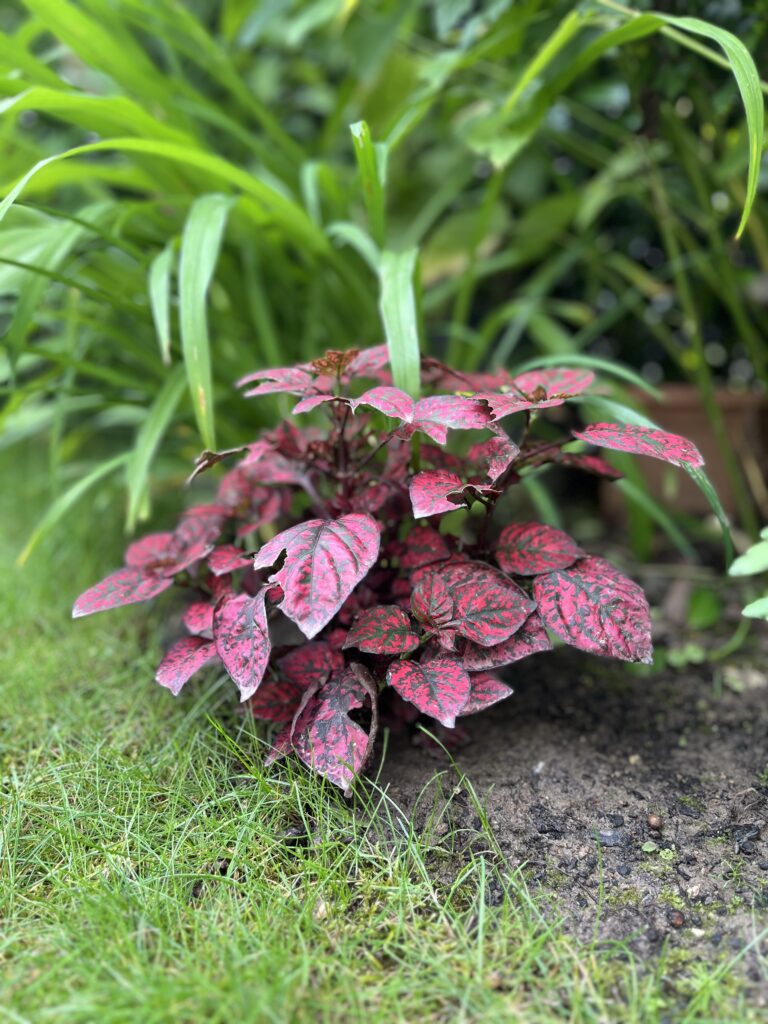 Hypoestes phyllostachya