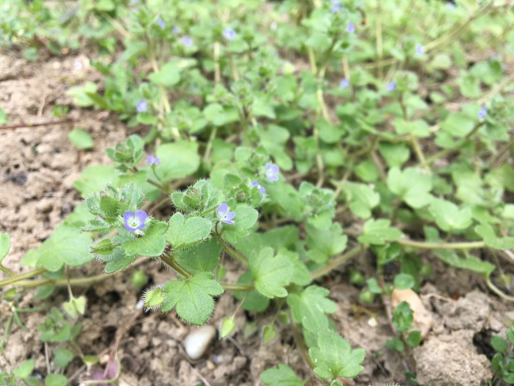 Veronika brečtanolistá (Veronica hederifolia)