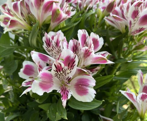 Peruánska ľalia, Ľalia Inkov, (Alstroemeria)