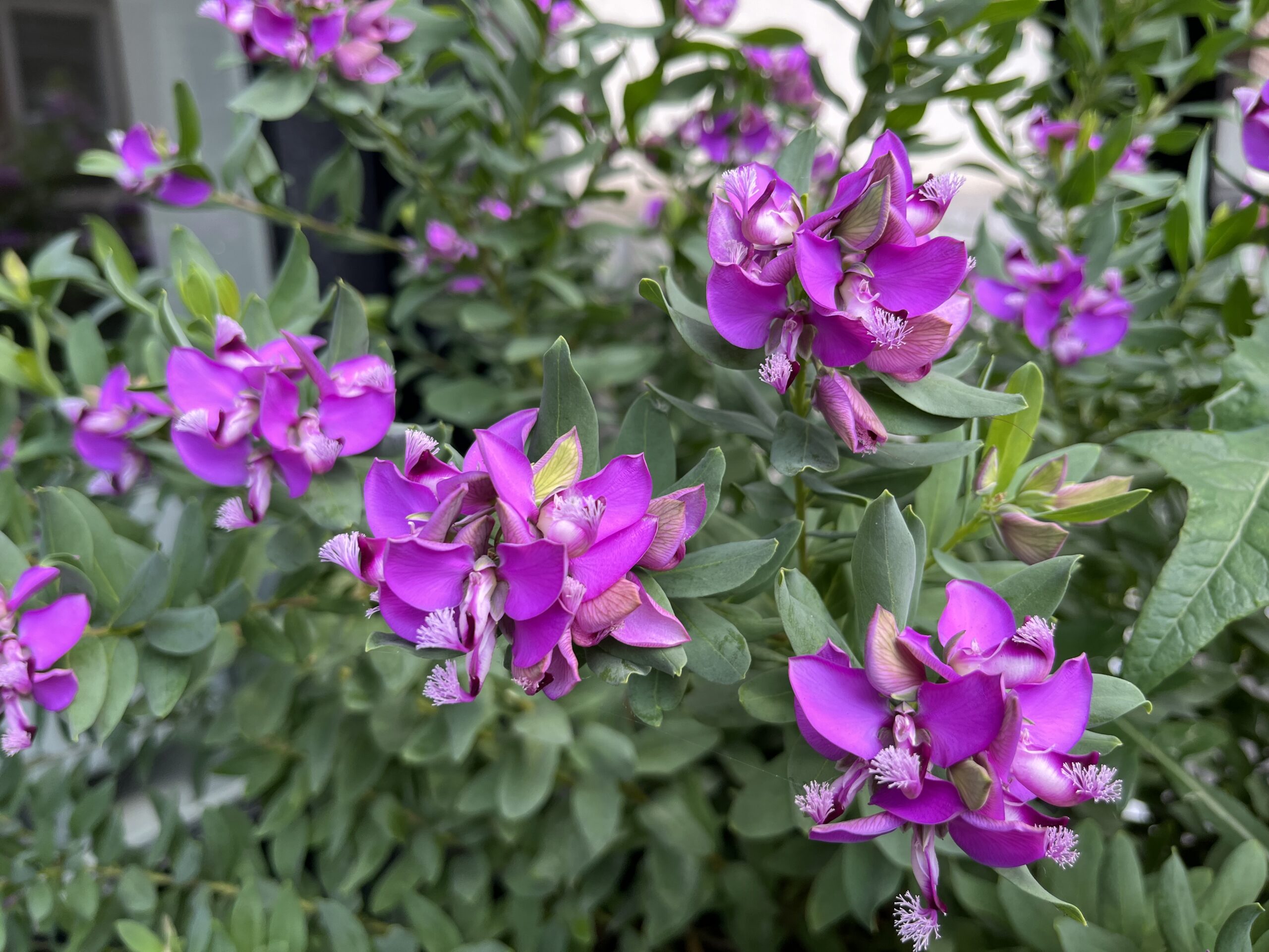 Polygala nádherná