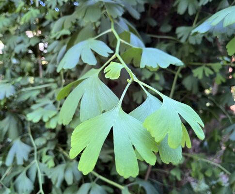 Ginko dvojlaločné, (Ginkgo biloba), https://mojerastliny.sk