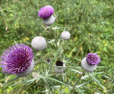 Pichliač bielohlavý, (Cirsium eriophorum)