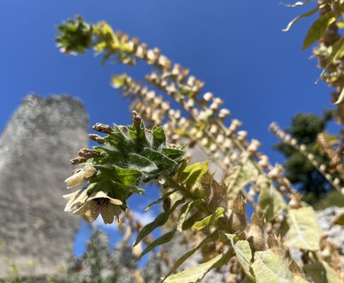 Blen čierny, (Hyoscyamus niger)