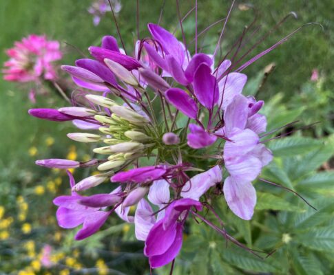 Kleoma tŕnitá, (Cleome houtteana), www.mojerastliny.sk