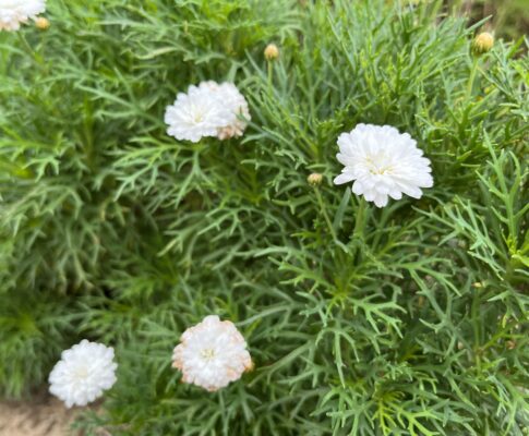 Margaréta kríčková, (Argyranthemum frutescens), https://mojerastliny.sk