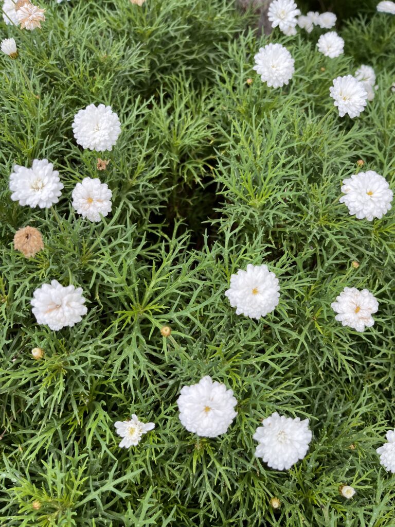 Margaréta kríčková, (Argyranthemum frutescens), https://mojerastliny.sk