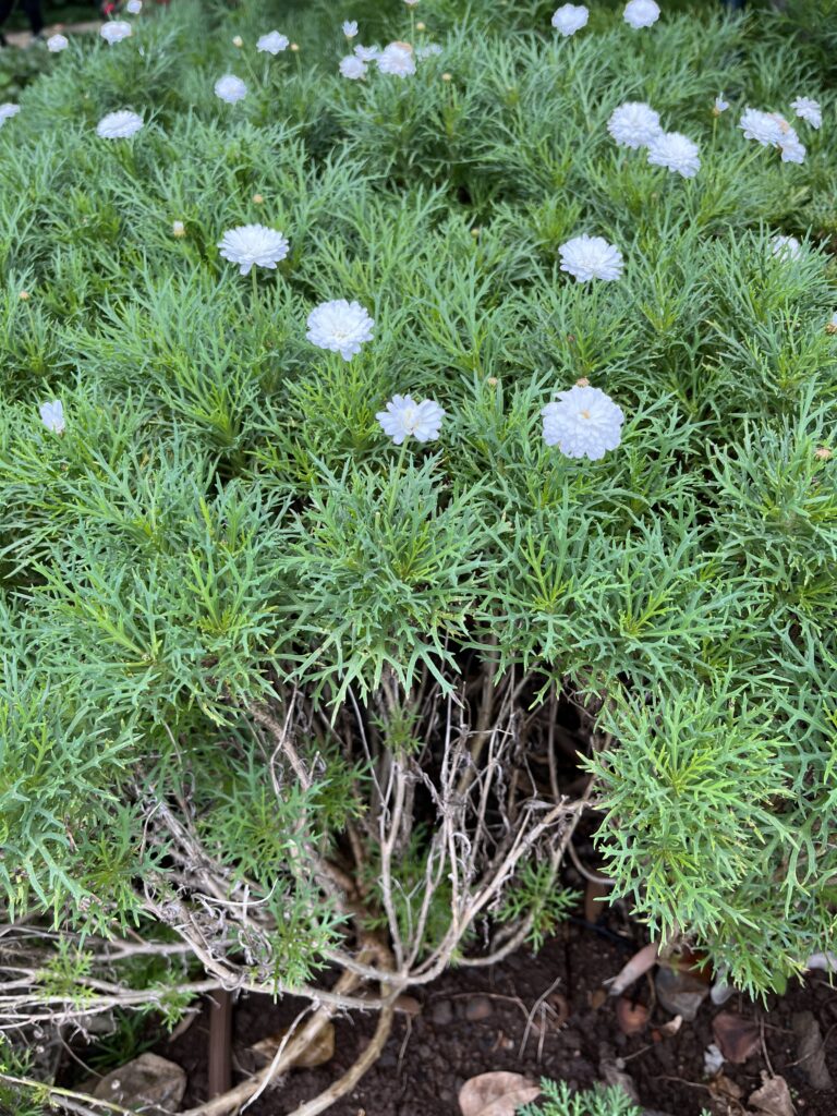 Margaréta kríčková, (Argyranthemum frutescens), https://mojerastliny.sk