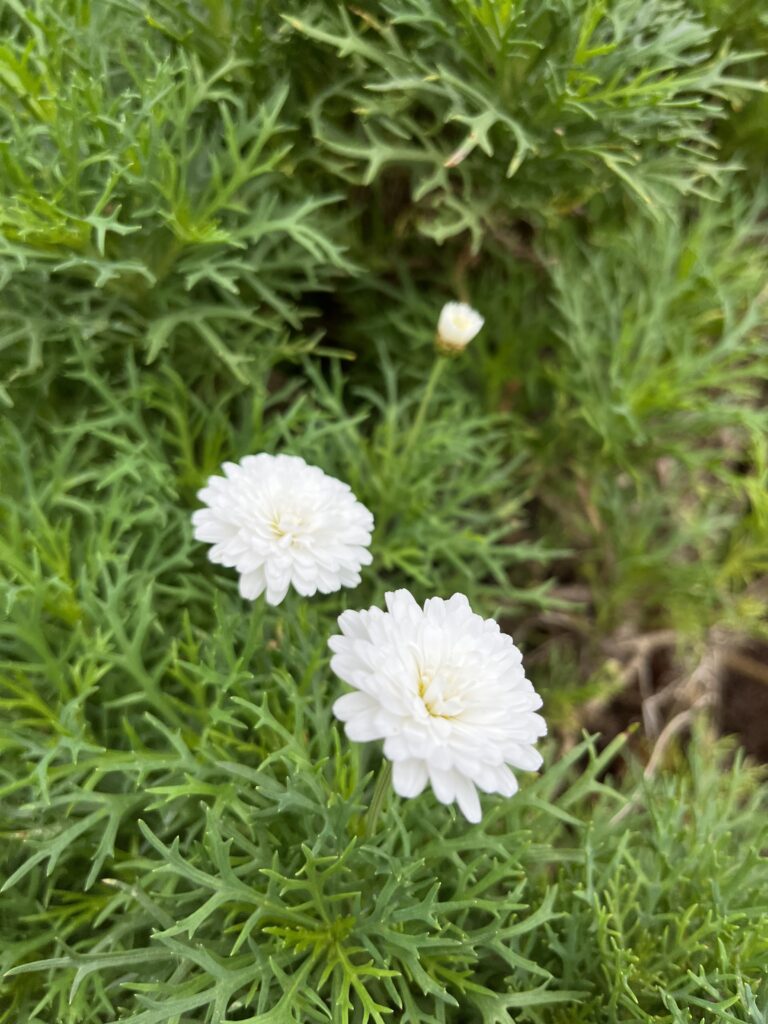 Margaréta kríčková, (Argyranthemum frutescens), https://mojerastliny.sk